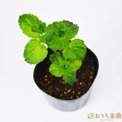 グレープフルーツ ミント 苗 ハーブ 野菜 ９ｃｍ ポット オーガニック家庭菜園ショップ おうち菜園