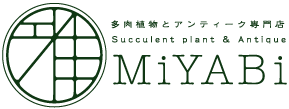 乙女心 セダム 多肉植物とアンティーク専門店 Miyabi 雅