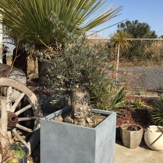 OUTDOOR PLANTS   ドライガーデン・カリフォルニアスタイルの植木販売