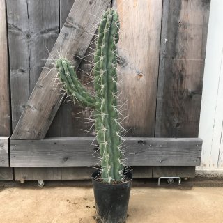 サボテン Cactus ドライガーデン カリフォルニアスタイルの植木販売 サボテン ユッカ アガベ ヤシの木等シンボルツリーはオーシャンサイドガーデンへ