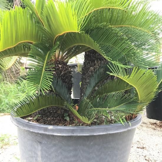 蘇鉄（ソテツ）｜Cycas revoluta｜1.5m -  ドライガーデン・カリフォルニアスタイルの植木販売｜サボテン・ユッカ・アガベ・ヤシの木等シンボルツリーはオーシャンサイドガーデンへ