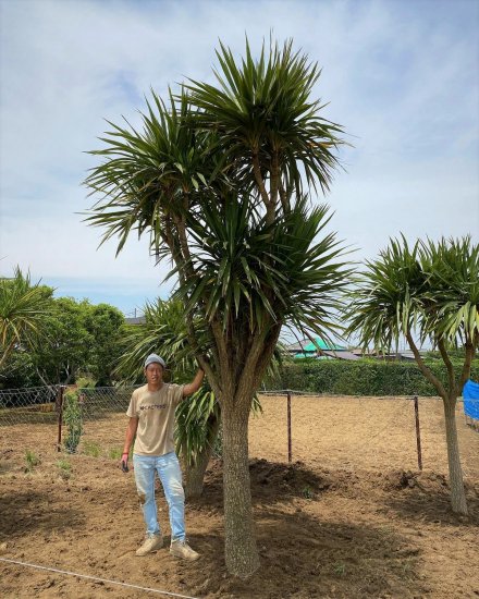 Cordyline Australis コルジリネ オーストラリス ニオイシュロラン ドライガーデン カリフォルニアスタイルの植木販売 サボテン ユッカ アガベ ヤシの木等シンボルツリーはオーシャンサイドガーデンへ