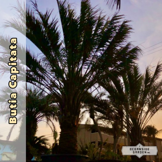 ［希少］ブラックリーフ！ココスヤシ（ブラジルヤシ） 5.0m　BP03 -  ドライガーデン・カリフォルニアスタイルの植木販売｜サボテン・ユッカ・アガベ・ヤシの木等シンボルツリーはオーシャンサイドガーデンへ