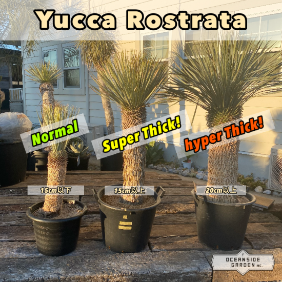 ロストラータ ダブルヘッド - 植物/観葉植物