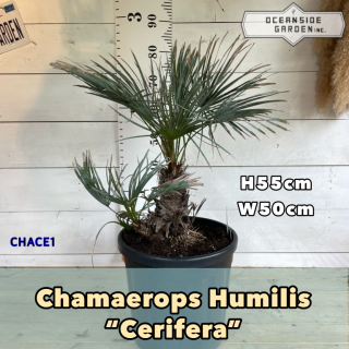 チャメロプス　セリフェラ【CHACE1】の商品画像
