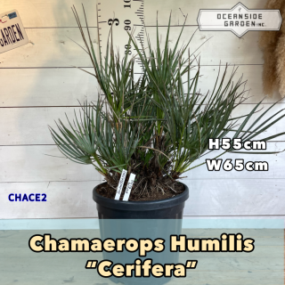 チャメロプス　セリフェラ【CHACE2】の商品画像