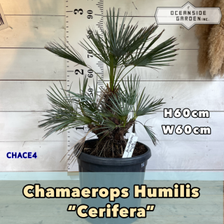 チャメロプス　セリフェラ【CHACE4】の商品画像