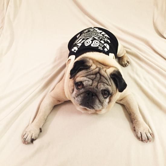 パグ犬用 アメコミ調デザインtシャツ Pug Vui Happy