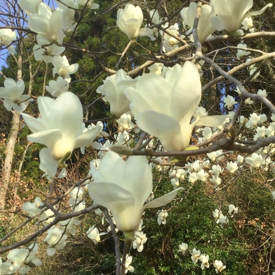 マグノリアの白い花
