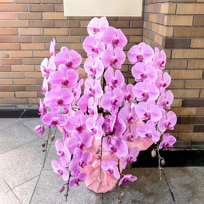 いろいろ 祇園 胡蝶 蘭 76 祇園 胡蝶 蘭 閉店