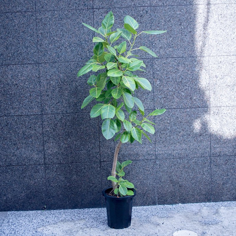 観葉植物 フィカス・アルテシーマ | 京都祇園・河原町の花屋 フラワー&バルーンBLOSSOM京都店