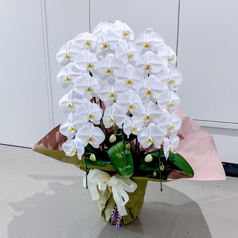 スタンダード胡蝶蘭3本立ち 京都祇園 河原町の花屋 フラワー バルーンblossom京都店 スタンダード胡蝶蘭3本立ち 京都祇園 河原町の花屋 フラワー バルーンblossom京都店