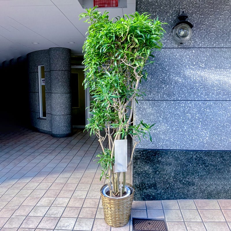 観葉植物 ソングオブジャマイカ | 京都祇園・河原町の花屋 フラワー