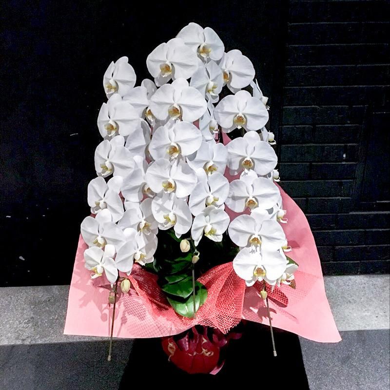 プレミアム胡蝶蘭3本立ち 京都祇園 河原町の花屋 フラワー バルーンblossom京都店 プレミアム胡蝶蘭3本立ち 京都祇園 河原町の花屋 フラワー バルーンblossom京都店