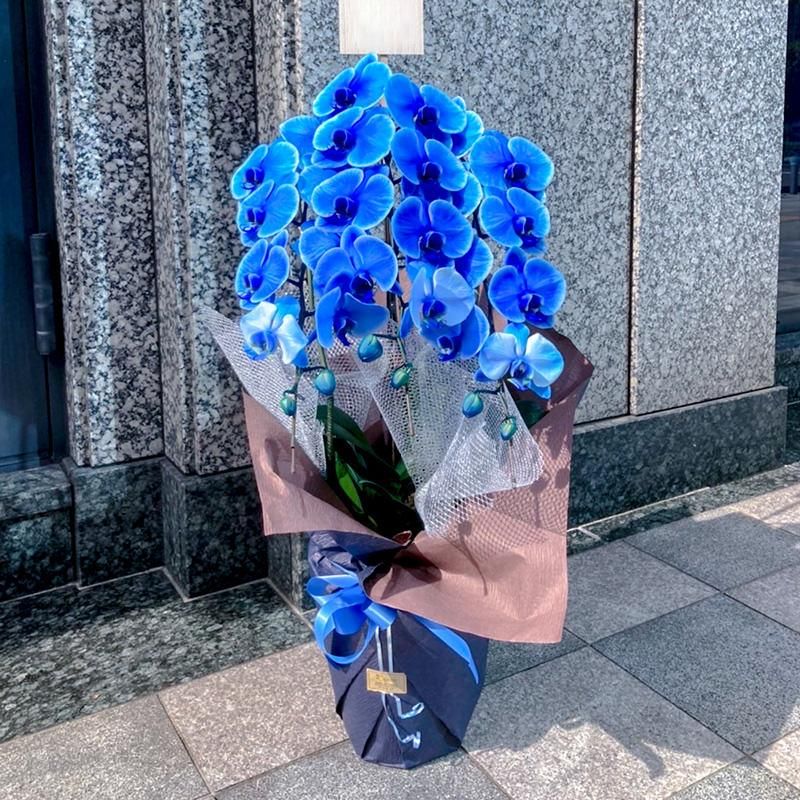 マッツジョナサン　青　花　フラワー　蘭 マッツジョナサン 青 花 フラワー 蘭