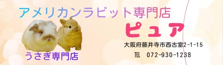 newアイテム - アメリカンラビット専門店 ピユア