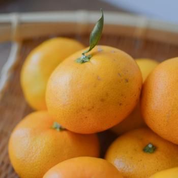 <img class='new_mark_img1' src='https://img.shop-pro.jp/img/new/icons61.gif' style='border:none;display:inline;margin:0px;padding:0px;width:auto;' />1ڸۼ绺  ߤʶ