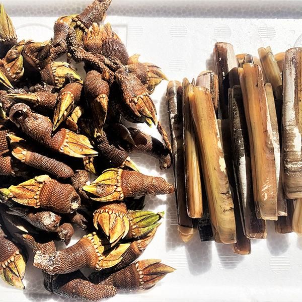 島の珍味 カメノテ 茹で冷凍 500g マテ貝 冷凍 500g Yorimichi Bazar 島の珍味 カメノテ 茹で冷凍 500g マテ貝 冷凍 500g Yorimichi Bazar
