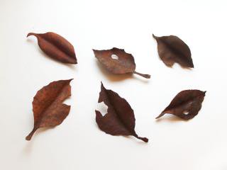 쥶֥fallen leavestype.5