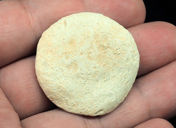 原石(化石)<br>貨幣石(ヌムリテス)<br>エジプト産